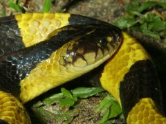 金环蛇和银环蛇哪个毒?