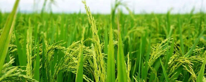 倍丰种业水稻品种，主要有四种，龙稻18为国标一级米