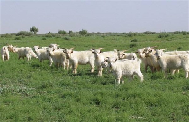 白山羊 养殖 技术