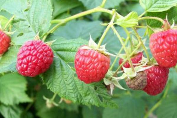 双季红树莓功效与作用 双季红树莓的营养价值