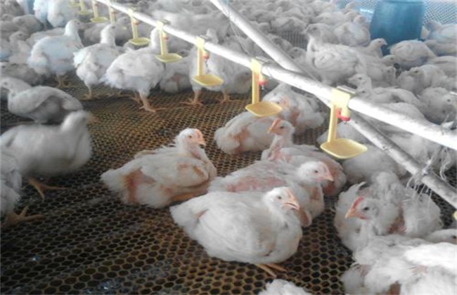 冬季肉鸡养殖注意事项
