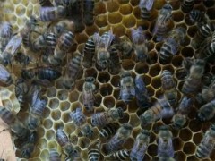 工蜂产卵会导致灭群吗?工蜂产卵补救措施