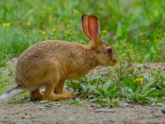 野兔和家兔有什么区别?