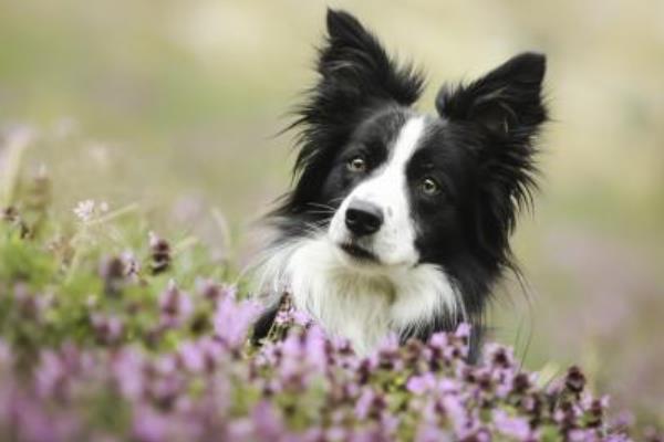 边境牧羊犬掉毛吗 纯种边境牧羊犬辨别方法