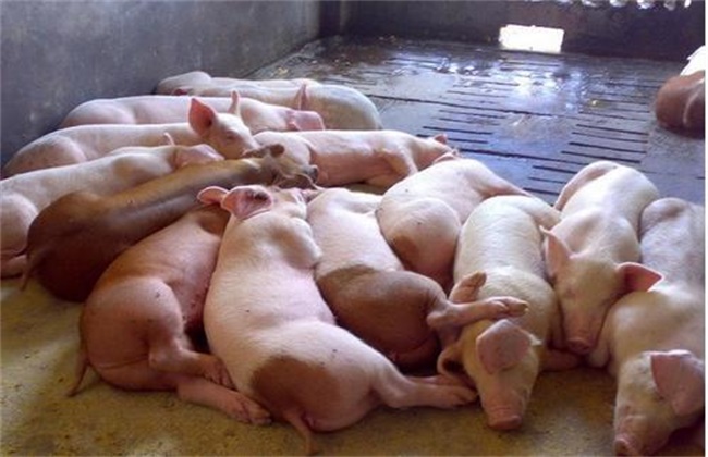 猪流行性腹泻该怎么办
