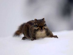 雪地松鼠养殖方法