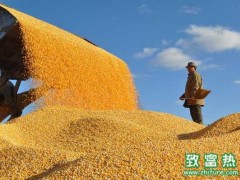 粮改饲,种粮大户的新选择