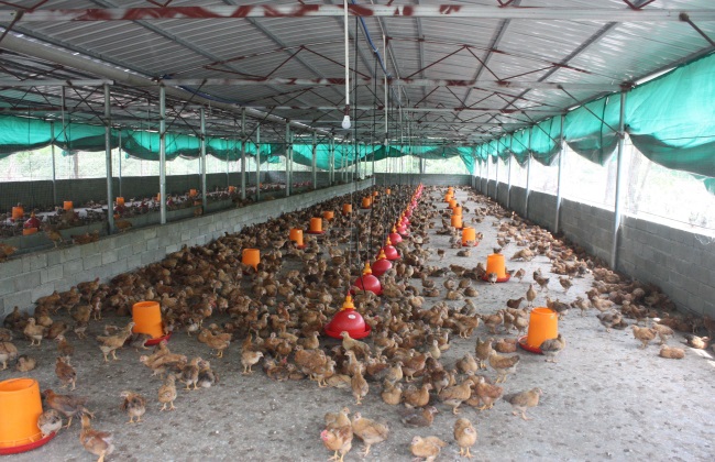 如何 降低 养鸡成本