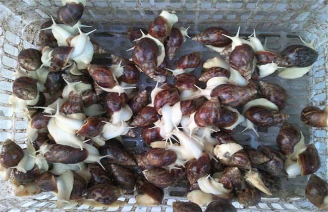 提高成活率 蜗牛 养殖