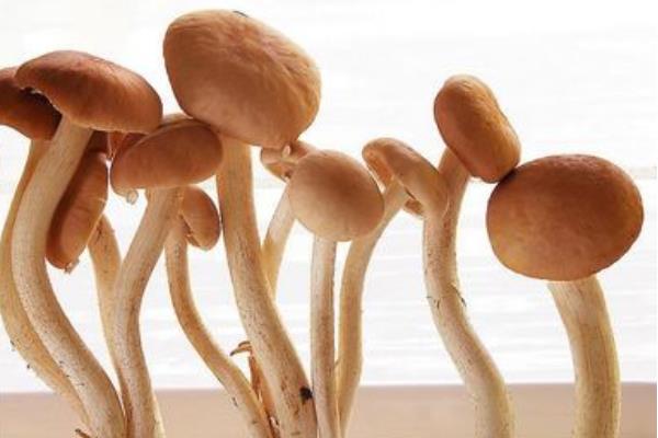 杨树菇功效与作用及禁忌 杨树菇营养价值