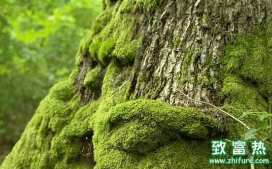 多肉植物OUT了？花卉店：种青苔更受欢迎！