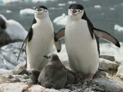 企鹅生活在哪里?