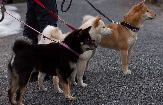 柴犬好养吗