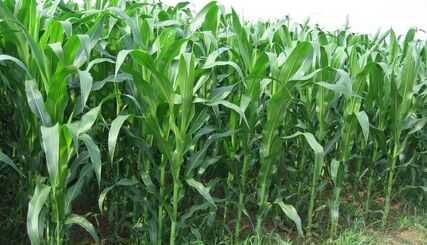 2015农村潜力种植创业项目推荐_牧草玉米