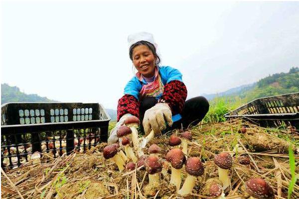 种植大球盖菇是骗局吗 大球盖菇有人回收吗