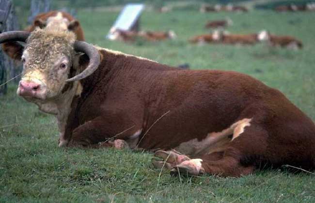 肉牛养殖前景
