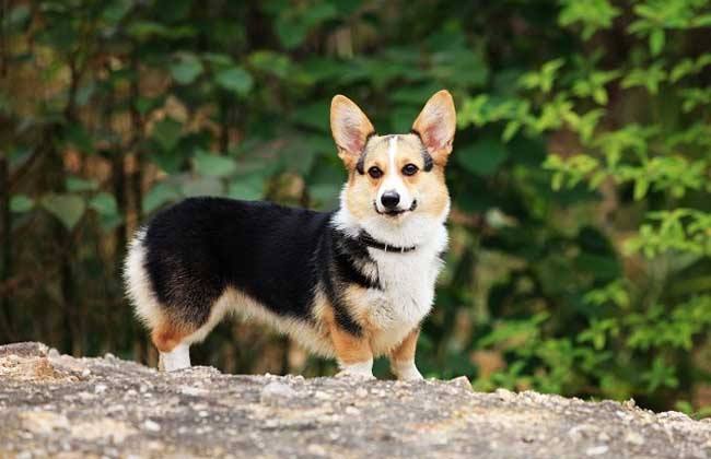 柯基犬好养吗 柯基饲养方法