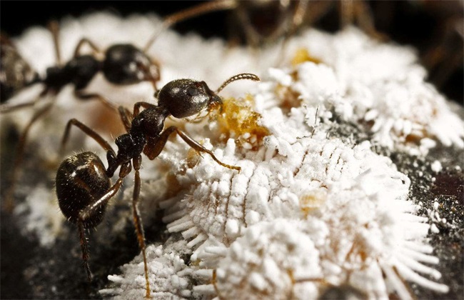 蚂蚁 养殖 方法