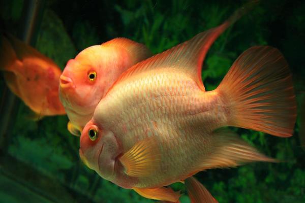 梦见红鱼是什么意思 女人梦到一条大红鱼在游有什么预兆