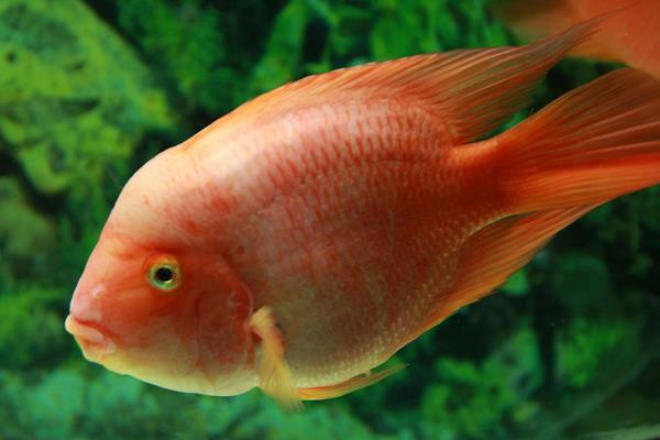 梦见红鱼是什么意思 女人梦到一条大红鱼在游有什么预兆