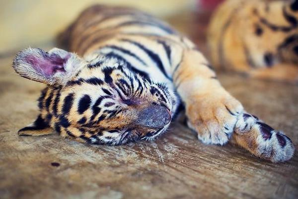 梦见小老虎是什么意思 女人梦到几只小老虎有什么预兆