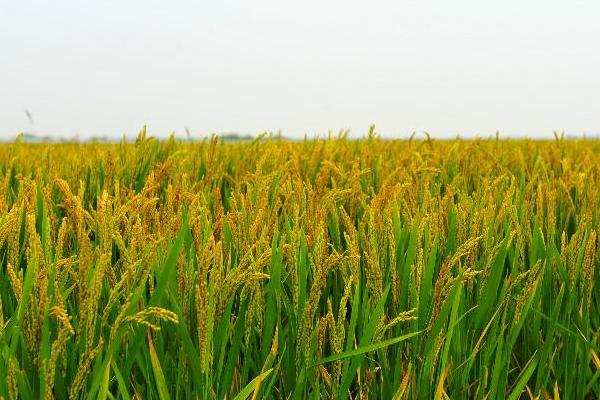 龙粳58水稻品种介绍