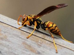 养胡蜂真能赚钱吗?