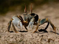 正常螃蟹有几条腿?