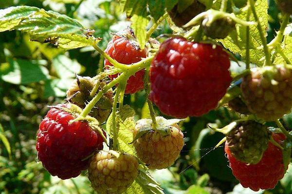 双季红树莓功效与作用 双季红树莓的营养价值