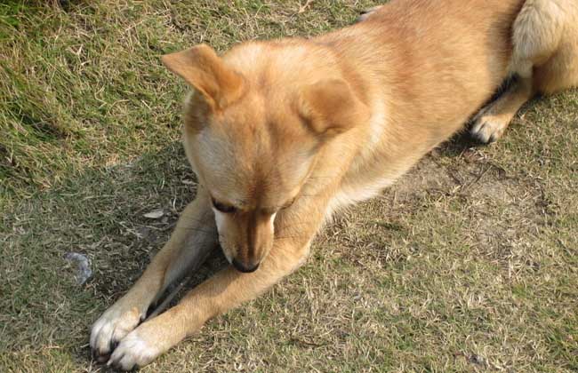 狗狗大便带血怎么办