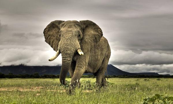 梦见大象是什么意思 女人梦到大象追自己有什么预兆