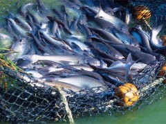 巴沙鱼的人工养殖方法