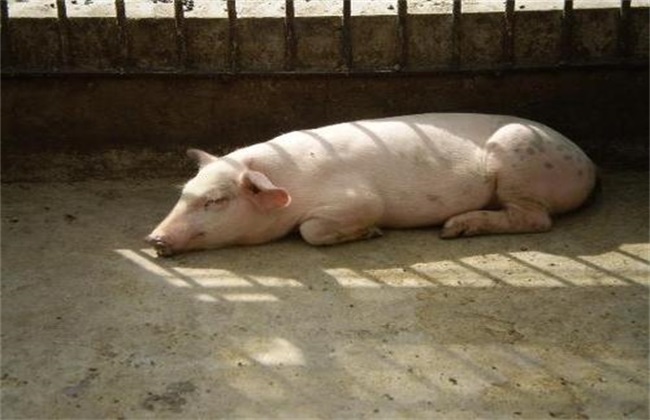 猪低温不食原因 猪低温不食