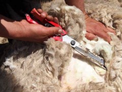 羊毛多久剪一次?