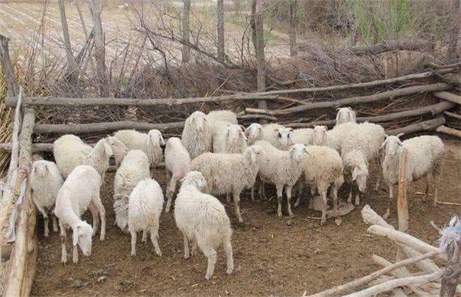 养羊 风险 注意事项