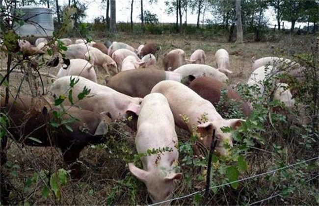 非洲猪瘟 非洲猪瘟传播途径