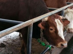 养牛牧场需要什么条件？