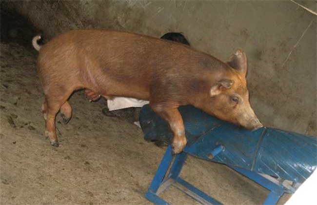 特种野猪 养殖 技术