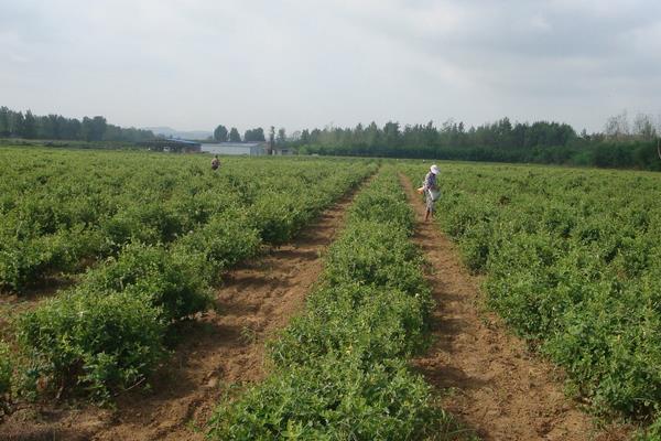 农村荒山种植什么赚钱？分享3个效益好的种植项目