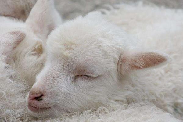 梦见死羊是什么意思 梦到很多白色的羊死了有什么预兆