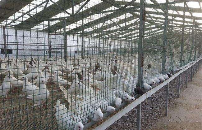 提高鸽子养殖效益 鸽子养殖