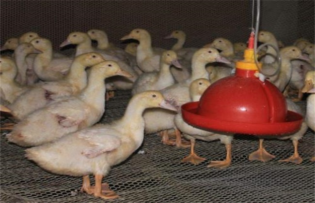 肉鸭用药 注意事项