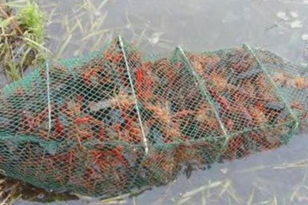 稻虾共生养殖实验成功 新的创业商机