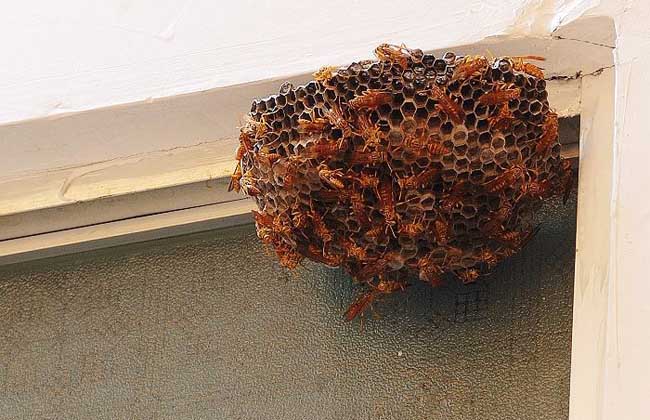 马蜂在家筑巢是凶是福