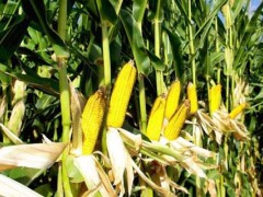 东农254玉米品种简介,亩产623公斤左右