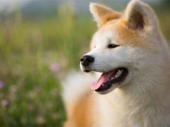 秋田犬和柴犬哪个比较好