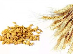 梦见小麦是什么意思,女人梦到收割小麦有什么预兆