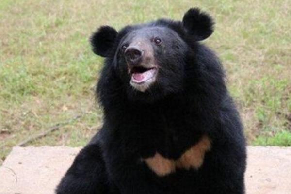 梦见黑熊是什么意思 梦到被黑熊追有什么预兆