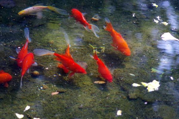 梦见红鲤鱼是什么意思 女人梦到红鲤鱼在水里游有什么预兆