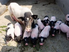 巴马香猪养殖方法